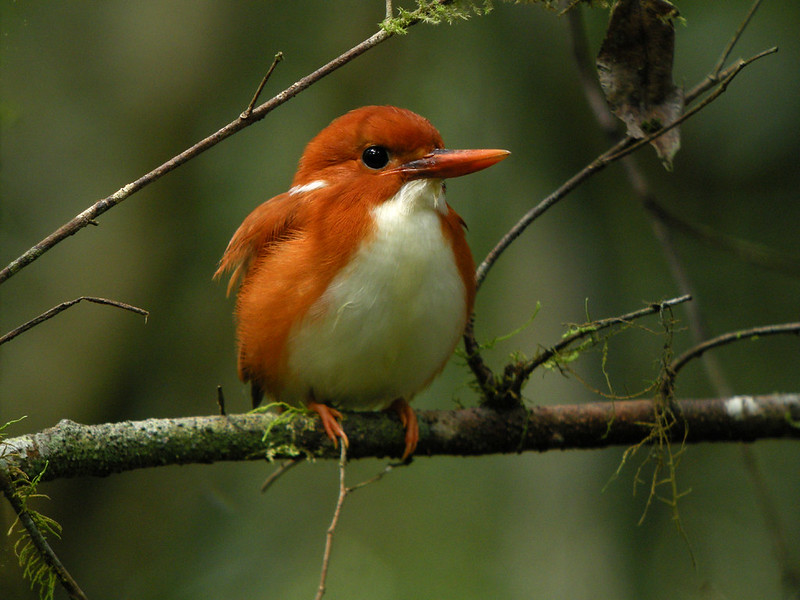 COMPREHENSIVE BIRDING TOUR