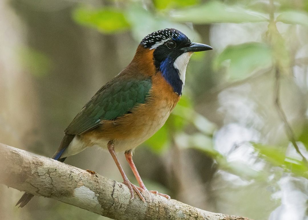 10 DAY MADAGASCAR BIRDING TOUR